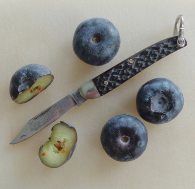 Kaufmann and blueberries