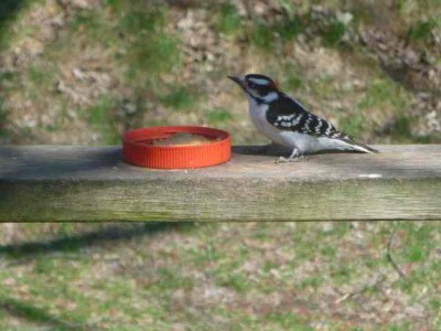 male downy wood pecker