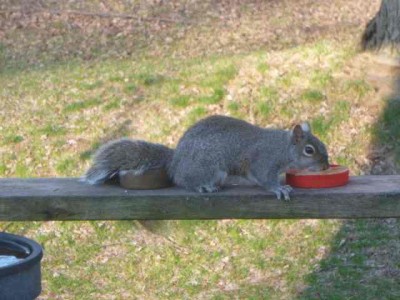 grey squirrel