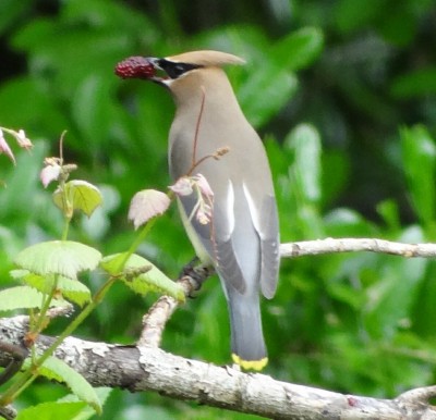 Cedar Waxwing