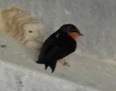 Barn Swallow and dirt dauber nests
