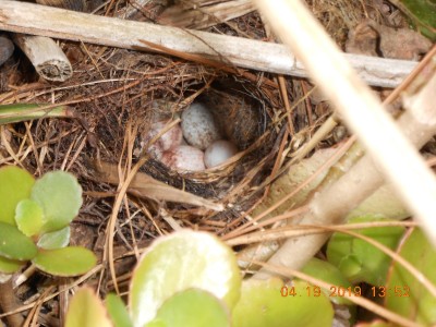 Eggs in the nest