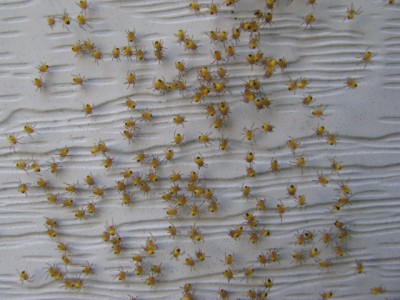 2012Spiders2.jpg