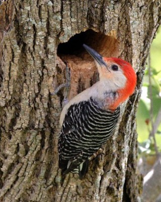 Woodpecker by Mark .jpg