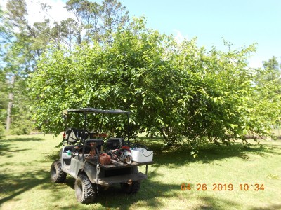 Lopsided Mulberry tree due to the hurricane.