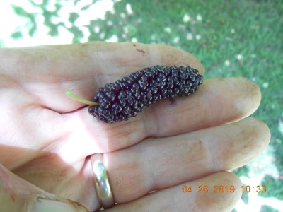 Some are extra large this season. (Excuse my grubby hands)