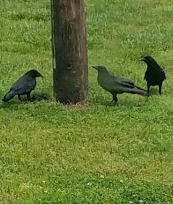 20190502_132654.jpg