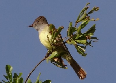 Great Crested Flycatcher