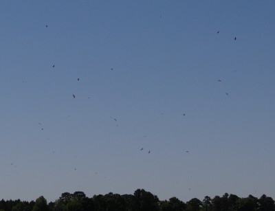 Kites