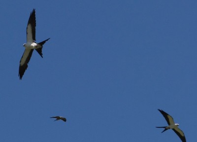 Swallowtail Kites