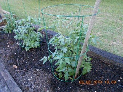 Tomatoes are starting to bloom