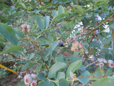 Blue berries are beginning to ripen