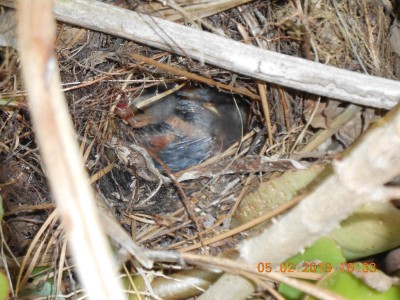 Thursday May 2nd, almost transparent little birds