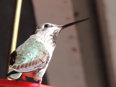 DSCN4470.JPG