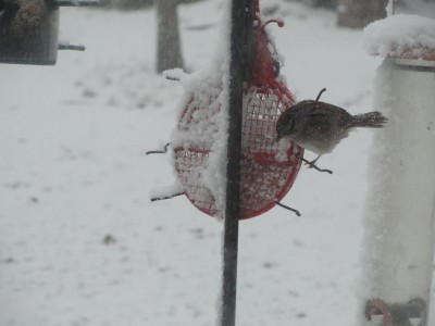 snow storm in May 003.JPG