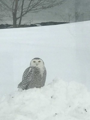 snowy.on.ground.jpg