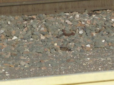IMG_6243.JPG