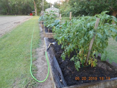Plant in the raised beds are doing well