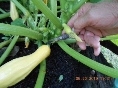 Clipping a Straight Neck Squash with a stainless Camillus stockman that has a MoorMan etch.