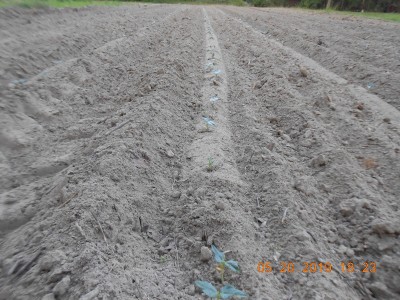 These peas were planted last Thursday, 5/16/19.