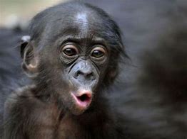 Monkey .jpg
