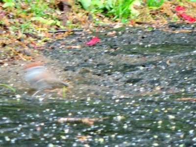 DSCN8232.JPG