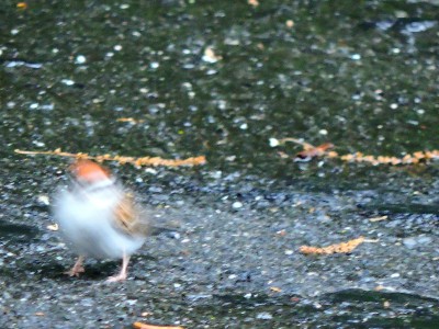DSCN8239.JPG