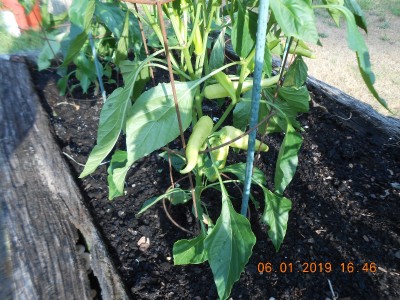 Sweet Banana peppers for making pickled peppers, stuffing with venison sausage and cream cheese and used fresh in salads.