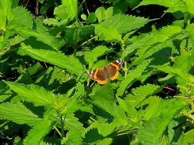 20190603_085230.jpg