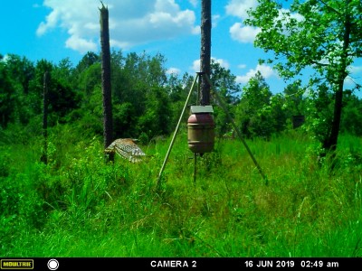 Red shouldered Hawk (?)