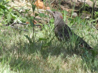 DSCN5930.JPG
