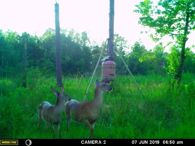 Something has momma's attention!