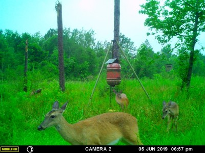 Did you notice the squirrel?