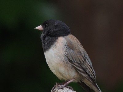 DSCN5812.JPG