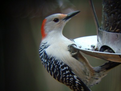 Red Bellied Woodpecker2.jpg