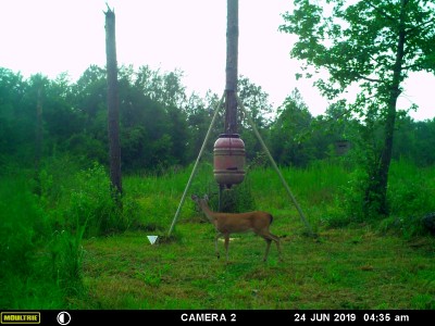 The squirrels cut a hole in the plastic lid of the barrel and in order to keep rain from ruining the corn I made a little cover to shed the rain.  Apparently the wind blew it off during one of the thunderstorms and this little deer is having trouble adjusting to something new by the feeder.  There were about 30 pictures of this little deer getting acquainted with the piece of metal.