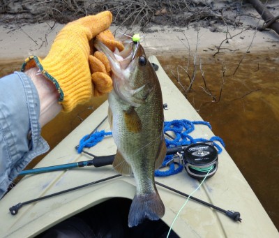 Bass