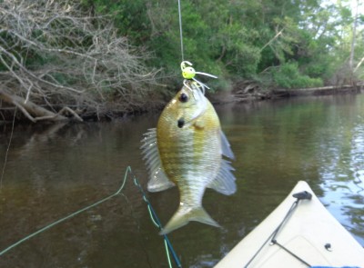 Bream