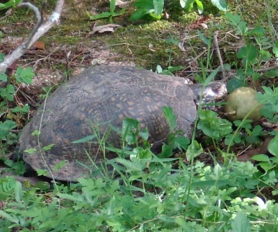Box Turtle