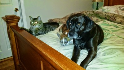 Bubba binx bella