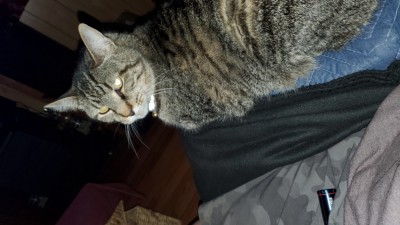 Bubba