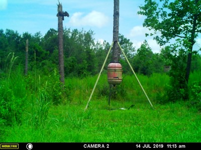 What do y'all think, could it be a Pileated Woodpecker?