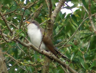 Yellow Billed Cuckoo11.jpg