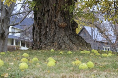 Osage Orange1.jpg