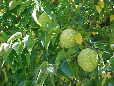 osage orange2.jpg