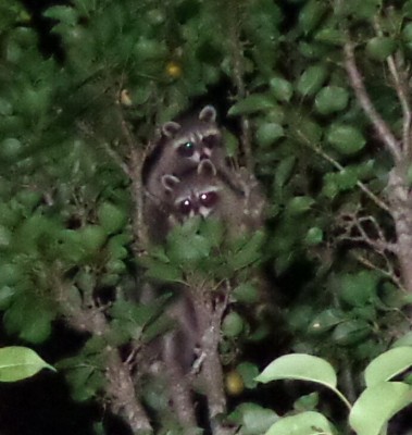 Raccoons