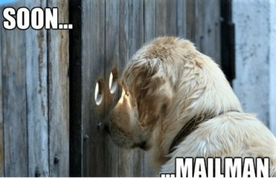 soon-mailman-the-dog-is-waiting-53461362 (2).jpg