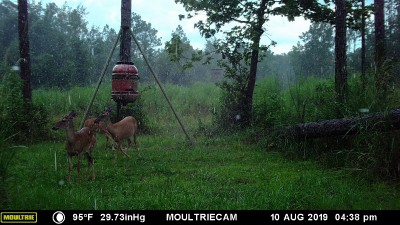 Just a neat picture of them in the rain.