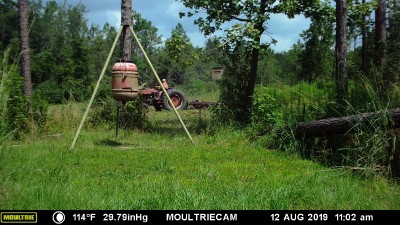 Knocking down some tall weeds beside the old food plot.