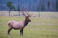 Jasper, Alberta, Canada